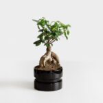 Deretan tanaman bonsai paling mahal di dunia yang pasti akan membuatmu terkagum-kagum, salah satunya bonsai jenis Yes usia ratusan tahun