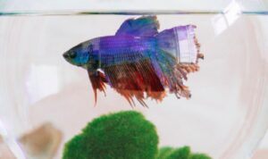 Beberapa tanaman aquascape yang cocok untuk ikan cupang hias adalah Riccia fluitans, Java fern, Java moss, Anubias nana, dan Cryptocorynes.