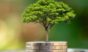 Temukan rahasia yang bisa membawa kemakmuran dan keberuntungan di rumah dengan menggunakan tanaman hias yang sesuai dengan prinsip Feng Shui.