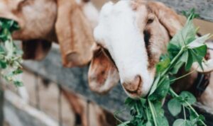 Tips sukses bisnis beternak kambing Jawa kini semakin diminati oleh para pebisnis karena peluang keuntungannya yang menjanjikan.