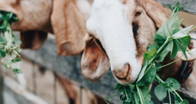 Tips sukses bisnis beternak kambing Jawa kini semakin diminati oleh para pebisnis karena peluang keuntungannya yang menjanjikan.