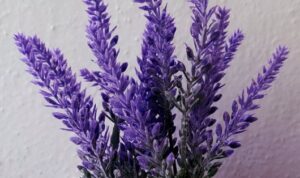 Inilah tanaman hias ajaib sebagai penenang stres secara alami. Dengan aroma yang menenangkan dan sifat anti-stres yang luar biasa.