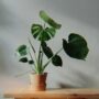 Beberapa penyebab daun Monstera sering menjadi layu ini adalah kekurangan air, kelebihan air hingga kekurangan sinar matahari.