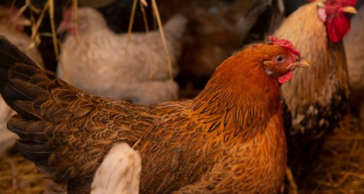 Inovasi Terbaru Pakan Ayam, Fermentasi Dedak Padi dengan EM4