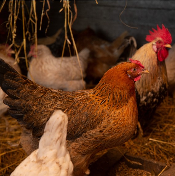 Inovasi Terbaru Pakan Ayam, Fermentasi Dedak Padi dengan EM4