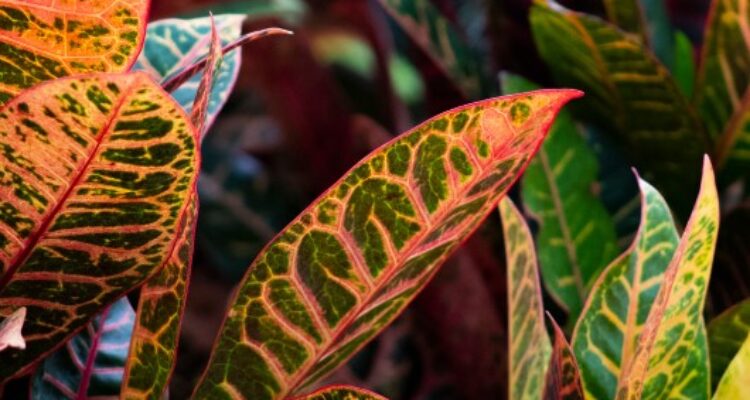 Tanaman puring jadi pilihan yang sempurna untuk mempercantik rumah, menghadirkan keindahan dengan warna-warna daun yang cantik dan mempesona