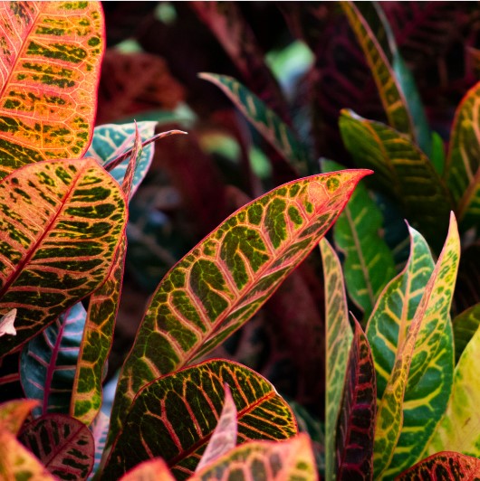 Tanaman puring jadi pilihan yang sempurna untuk mempercantik rumah, menghadirkan keindahan dengan warna-warna daun yang cantik dan mempesona