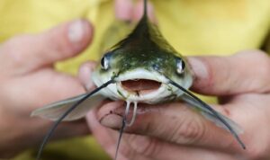 Tips memilih bibit ikan lele dengan tujuan untuk mencapai kesuksesan dan keuntungan dalam usaha budidaya ikan lele.