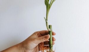 Cara pertama yang efektif untuk mengatasi penyakit busuk akar pada tanaman adalah dengan rutin membersihkan tanah di sekitar tanamanmu.