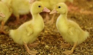 Inilah tips dalam memulai usaha ternak bebek petelur yang dapat diikuti, mulai dari memilih kondisi lingkungan dan bibit yang tepat.
