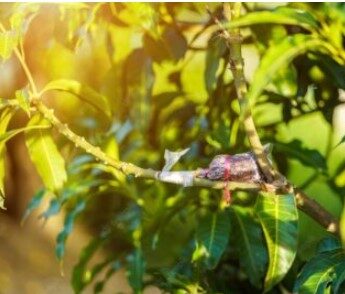 Keuntungan mencangkok tanaman dalam bidang pertanian ini mencakup pembuahan lebih cepat, pertumbuhan tanaman yang lebih pesat,