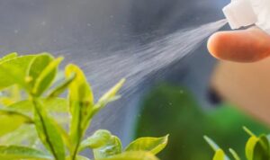 Inilah manfaat dan risiko yang didapat dari menyiram tanaman dengan air garam yang diyakini bisa membantu pertumbuhan tanaman.