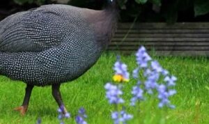 Fakta unik ayam mutiara ini salah satunya adalah unggas yang memukau dengan keunikan dan perannya sebagai penjaga hewan ternak.