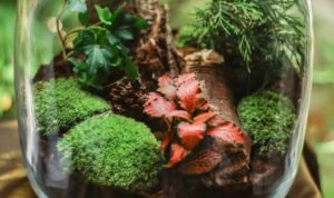 Inilah kesalahan yang paling umum dilakukan orang saat merawat tanaman terrarium, yaitu terlalu banyak cahaya dan air.