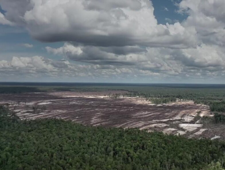 Konsep food estate ini adalah sebuh pengembangan pertanian terintegrasi yang mencakup pertanian, perkebunan dan peternakan.