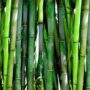 Bambu telah merajut kisah inspiratif dalam perjuangan kemerdekaan Indonesia, menjadi senjata berani dan simbol semangat.