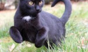 Sebenarnya, apa itu rumput kucing? Apakah aman jika dimakan terus menerus oleh kucing? Simak penjelasannya berikut ini.