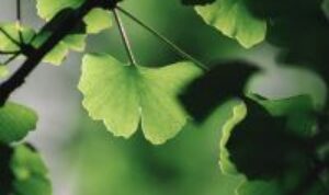 Ginkgo Biloba telah dikenal manfaatnya, untuk kesehatan tubuh manusia. Namun, tahukah Anda jika tanaman ini memiliki banyak fakta menarik?