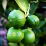 Panduan lengkap cara menanam tanaman jeruk purut dari bijinya.