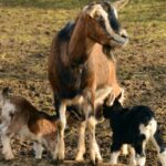 Daftar hewan ternak sebagai penyumbang atau yang paling berkontribusi terhadap emisi gas rumah kaca, ada sapi, domba, kambing, babi dan ayam.