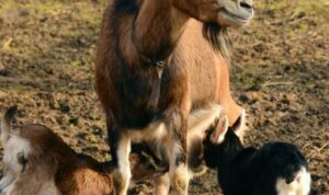 Daftar hewan ternak sebagai penyumbang atau yang paling berkontribusi terhadap emisi gas rumah kaca, ada sapi, domba, kambing, babi dan ayam.
