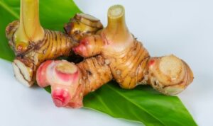 Tanaman lengkuas dan laos ini sebenarnya termasuk bahan yang berbeda, meski terkait dalam keluarga Zingiberaceae.
