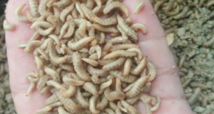 Budidaya magot larva ajaib ini dapat menjadi peluang bisnis yang menjanjikan dengan dampak positif pada lingkungan dan ekonomi.