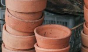 Selain merawat tanaman, merawat pot adalah hal penting. Ikuti langkah berikut, agar tanaman awet dan bebas penyakit.