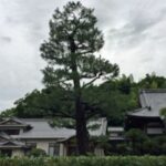 Pohon Ginkgo Biloba ini masih hidup, setelah kejadian bom Hiroshima. Namun malah rusak, karena angin topan. Kok bisa? Yuk, intip ceritanya.