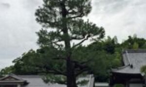 Pohon Ginkgo Biloba ini masih hidup, setelah kejadian bom Hiroshima. Namun malah rusak, karena angin topan. Kok bisa? Yuk, intip ceritanya.