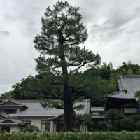 Pohon Ginkgo Biloba ini masih hidup, setelah kejadian bom Hiroshima. Namun malah rusak, karena angin topan. Kok bisa? Yuk, intip ceritanya.