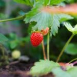 Tengah viral foodvlogger makan buah strawberry luar negeri yang besar dan manis. Lantas, mengapa strawberry di Indonesia kecil dan asam?