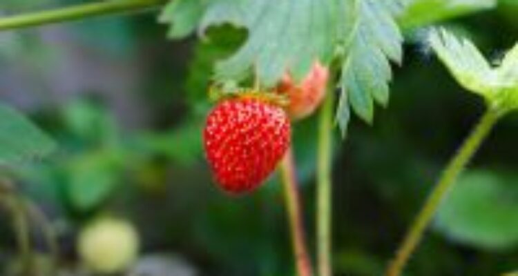 Tengah viral foodvlogger makan buah strawberry luar negeri yang besar dan manis. Lantas, mengapa strawberry di Indonesia kecil dan asam?