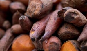 Mengenal umbi dari tanaman ubi cilembu ini bukan hanya lezat, tetapi juga sangat baik dan memiliki banyak manfaat untuk kesehatan tubuh.