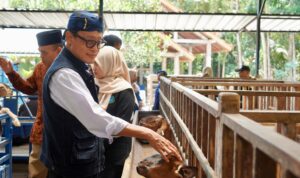 kambing