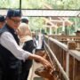 kambing