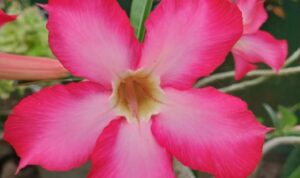 Menyingkap Keindahan dan Perawatan Adenium, Tanaman Hias yang Mengagumkan