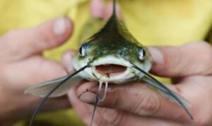 Berapa Ukuran Ikan Lele yang Siap Dikonsumsi?