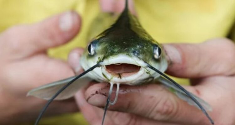 Berapa Ukuran Ikan Lele yang Siap Dikonsumsi?