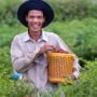 Meningkatkan Kesadaran akan Pentingnya Hari Tani Nasional dalam Mempromosikan Pertanian Berkelanjutan