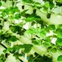Cara Memulai Berkebun Hidroponik di Rumah: Panduan Lengkap bagi Pemula