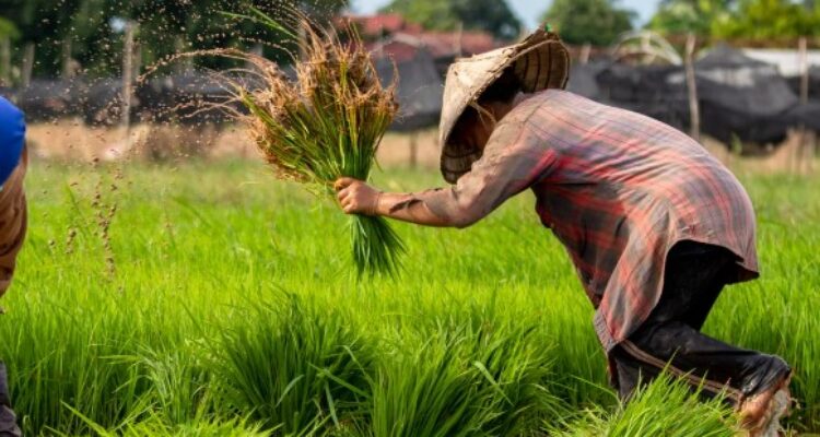 Keunggulan Pertanian di Indonesia: Menyelami Potensi dan Keberlanjutan