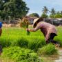 Keunggulan Pertanian di Indonesia: Menyelami Potensi dan Keberlanjutan