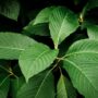 Rencana Kementerian Perdagangan Indonesia untuk mengeksplorasi peluang ekspor tanaman herbal kratom terutama di Amerika Serikat.