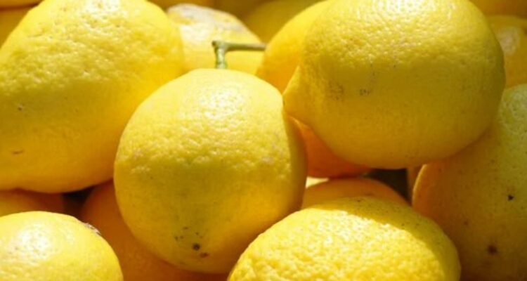 Cara Menanam Lemon di Rumah: Panduan Lengkap untuk Penggemar Tanaman