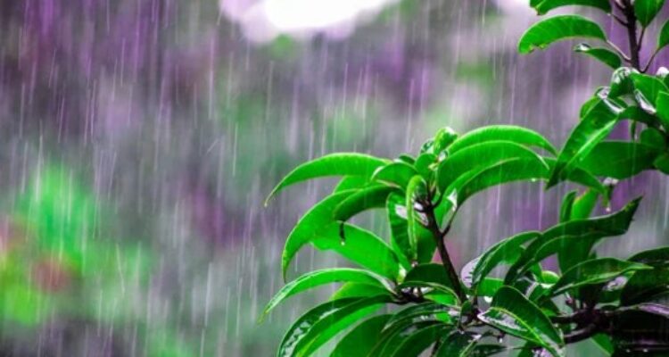 Tips Mengatasi Penyakit dan Hama Saat Musim Hujan!