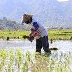 Dampak Perubahan Iklim Terhadap Pertanian dan Upaya Penanganannya