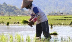 Dampak Perubahan Iklim Terhadap Pertanian dan Upaya Penanganannya