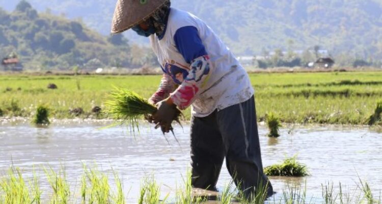 Dampak Perubahan Iklim Terhadap Pertanian dan Upaya Penanganannya