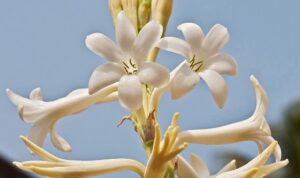 Bunga Sedap Malam: Pesona dan Makna di Balik Kekokohan Aromanya